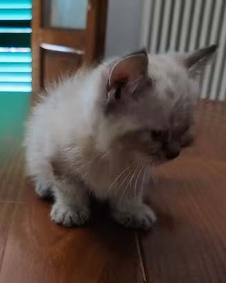 cucciolo di Ragdoll