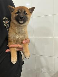 Shiba inu