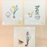 Stampe artistiche Erbario botanica