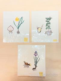 Stampe artistiche Erbario botanica