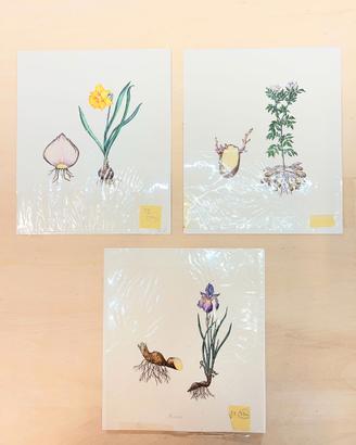 Stampe artistiche Erbario botanica