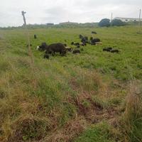 Scrofette pura razza sarda