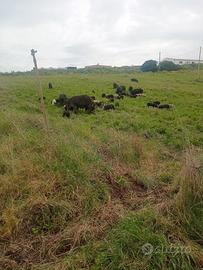 Scrofette pura razza sarda