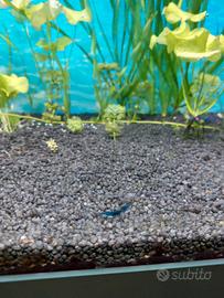 Gamberetti caridine blu acquario