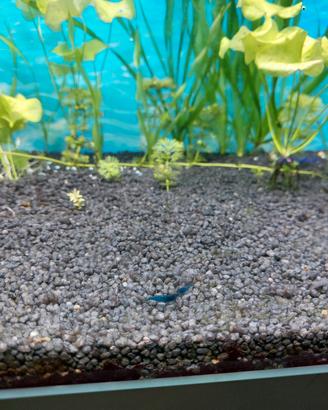 Neo caridine blu acquario