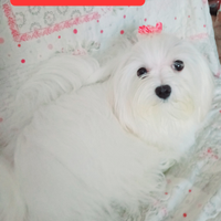 Maltese cucciolo