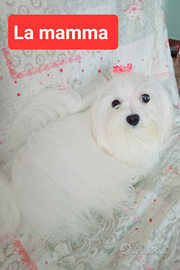 Maltese cucciolo