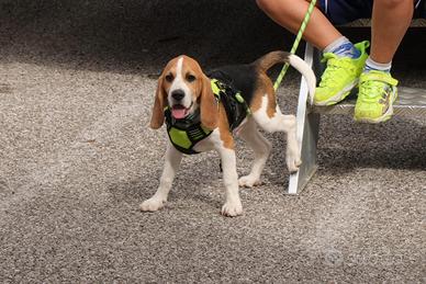 Cuccioli di Beagle con pedigree enci