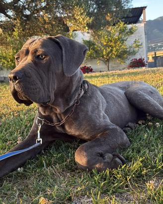 Cane corso