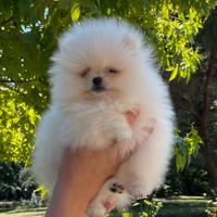 Volpino di Pomerania