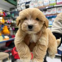 Maltipoo mini toy