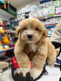 Maltipoo mini toy