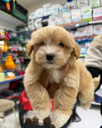 Maltipoo mini toy