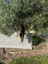 Nuclei di api