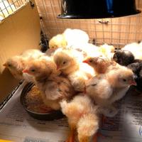 Galline gran combattente malese