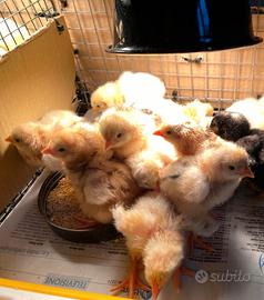 Galline gran combattente malese