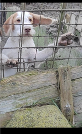 Cuccioli di Lagotto/spinone