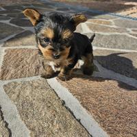 Yorkshire terrier toy