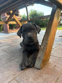 Cuccioli cane corso maschi
