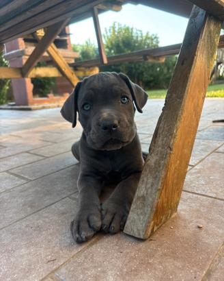Cuccioli cane corso maschi