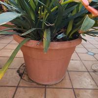 bella clivia fiorita