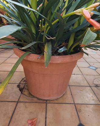 bella clivia fiorita