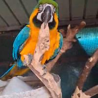 Ara Gialloblù (Ara Ararauna) - 7 Anni