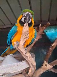 Ara Gialloblù (Ara Ararauna) - 7 Anni