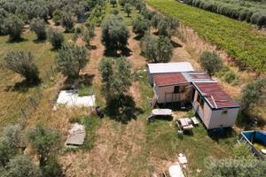 Terreno agricolo pianeggiante con ulivi
