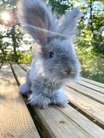 Cucciolo coniglio angora