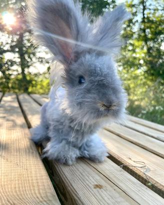 Cucciolo coniglio angora