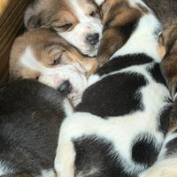 Cuccioli beagle