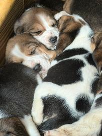 Cuccioli beagle