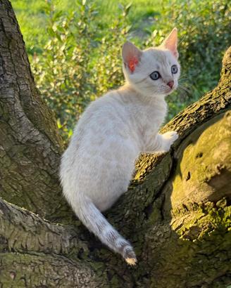 Cuccioli di gatto Bengala