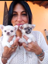 Chihuahua pelo. Lungi