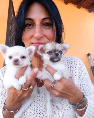 Chihuahua pelo. Lungi