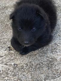 Cuccioli di pastore belga