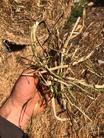 Foraggio trifoglio 2025