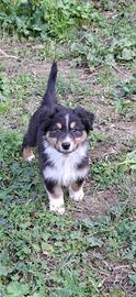 Cuccioli Pastore Australiano