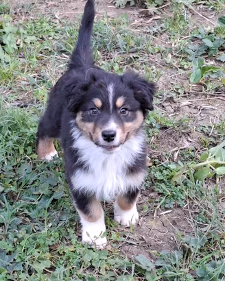 Cuccioli Pastore Australiano