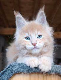 Maine coon