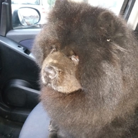 Vorrei trovare femminuccia per il mio orsetto