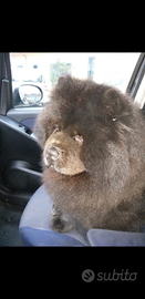 Vorrei trovare femminuccia per il mio orsetto