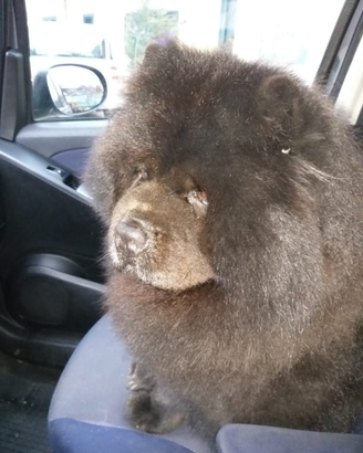 Vorrei trovare femminuccia per il mio orsetto