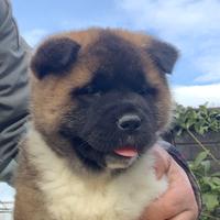 Cuccioli di Akita Americano