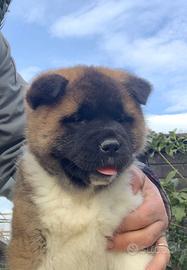 Cuccioli di Akita Americano