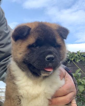 Cuccioli di Akita Americano