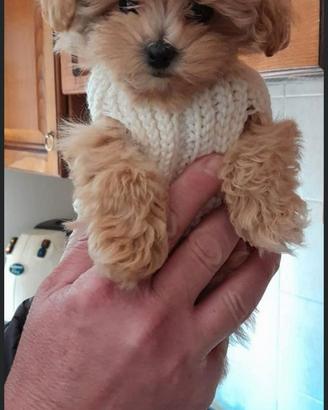 Cucciolata di maltipoo genitori visibili