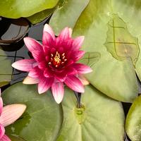 Ninfea rossa Attraction