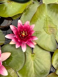 Ninfea rossa Attraction